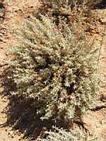 Santoline - Santolina chamaecyparissus (en Corse) (02) (Photo F. Mrugala)